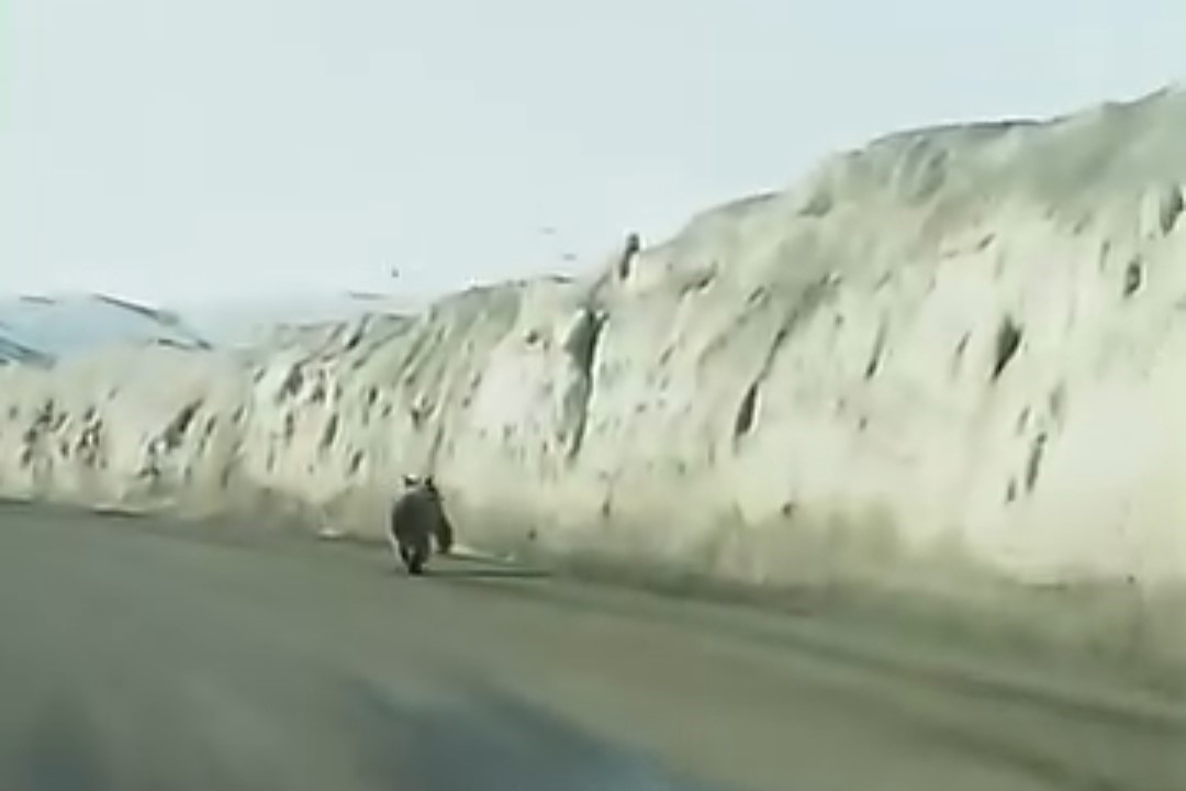 Van’da kara yoluna inen ayı kameraya yansıdı
?v=1