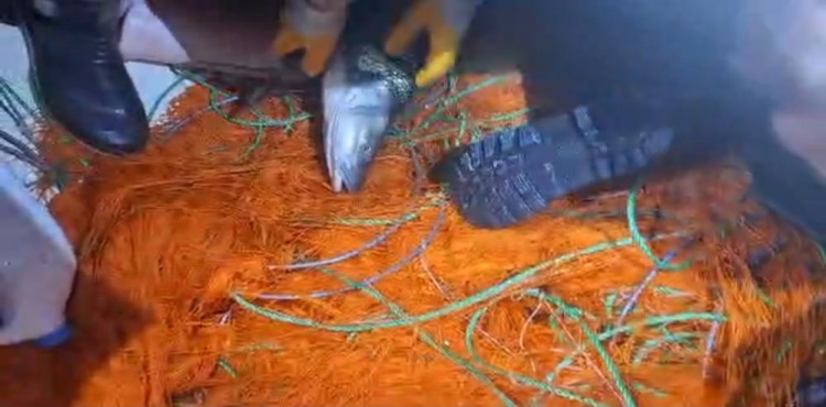 Elazığ’da  kaçak avcılara ait 300 metrelik ağ ele geçirildi?v=1