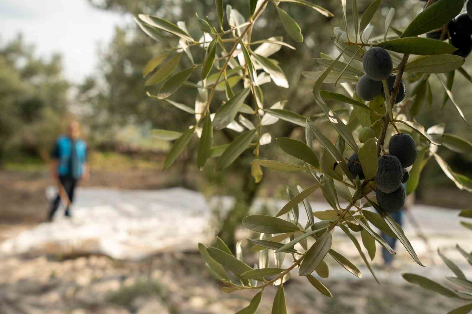 Akhisar’da zeytin için tarihi buluşma
?v=1