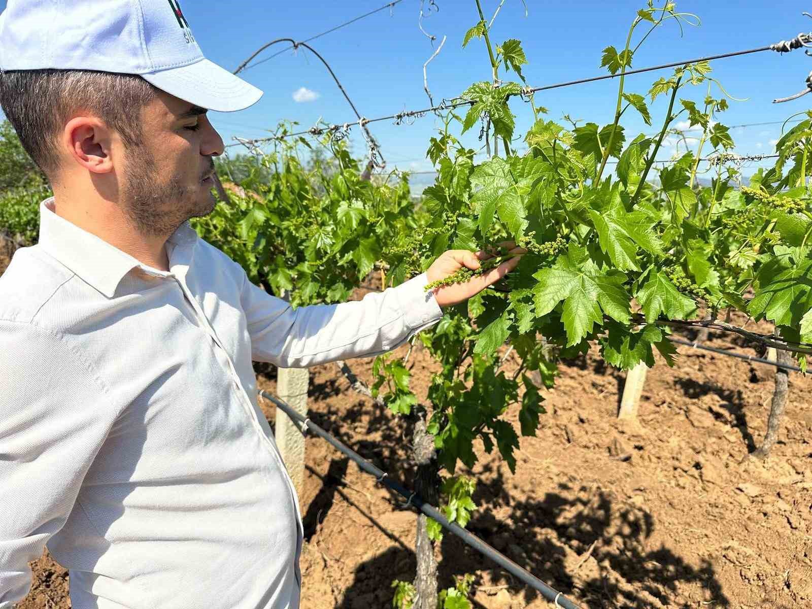 Sarıgöl bağlarında 3K hamlesi
?v=1