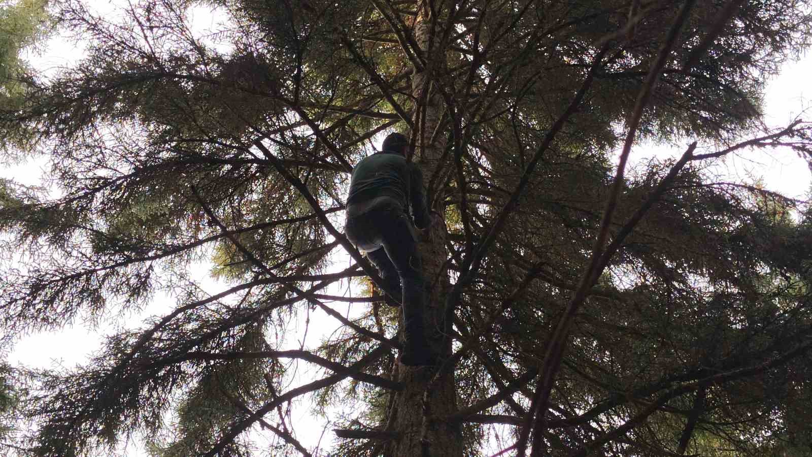 Artvin’de 40 metrelik göknar ağacının tepesine takılan dronu böyle kurtardılar
?v=1