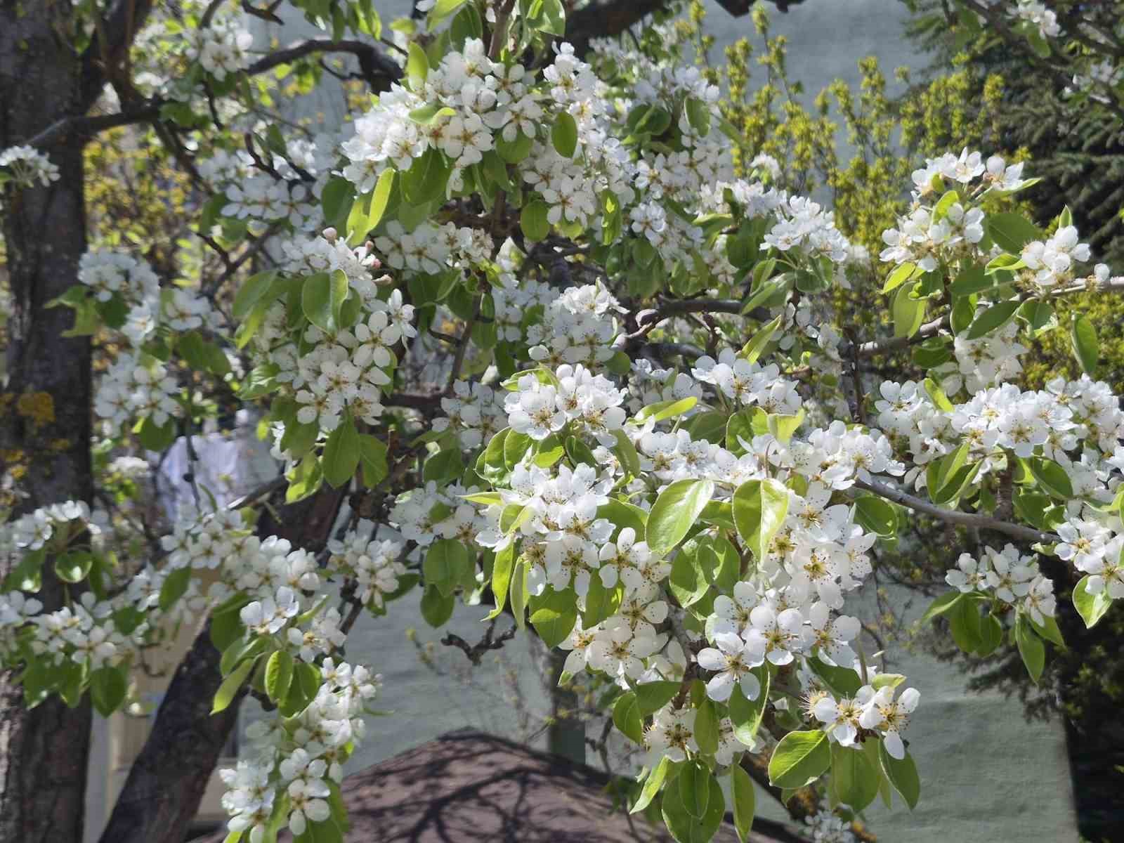Çiçek açan armut ağacının güzelliği
?v=1