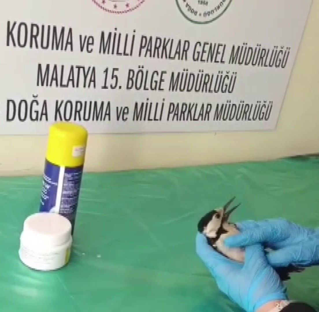 Sivas’ta bitkin halde bulunan ağaçkakan, tedavi edilip doğaya salındı
?v=1