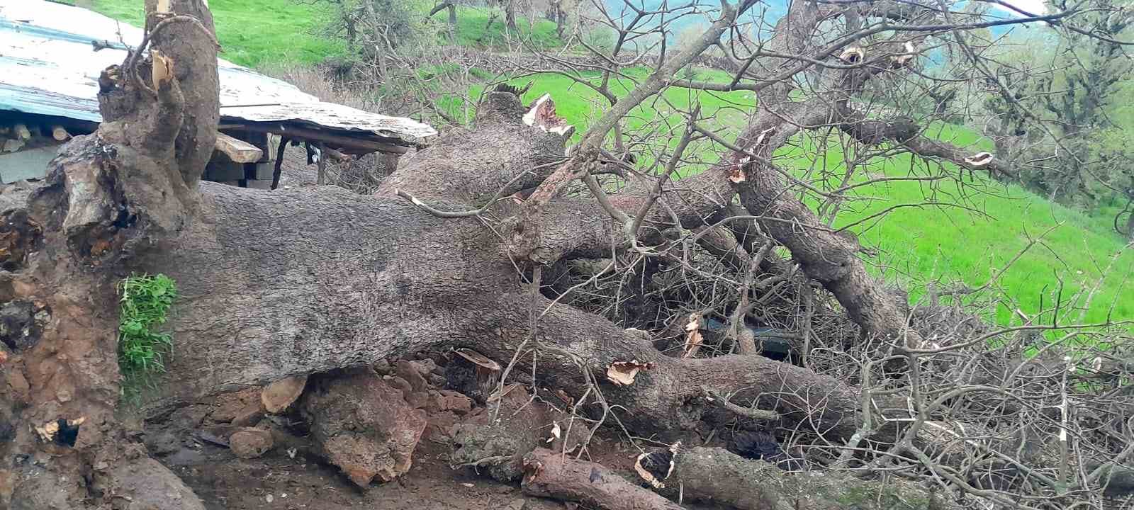 Derecik’te üzerine ağaç devrilen ağıldaki 4 keçi telef oldu
?v=1