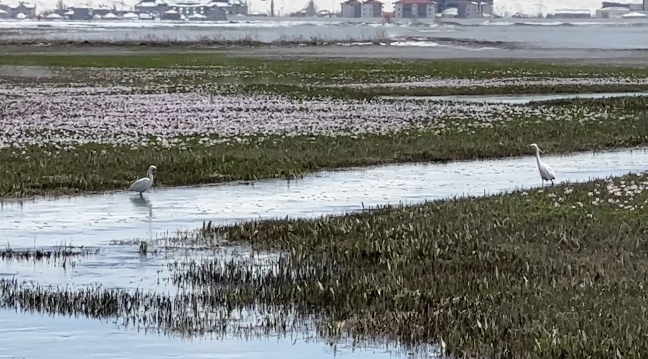 Yüksekova’da küçük akbalıkçıllar görüntülendi
?v=1