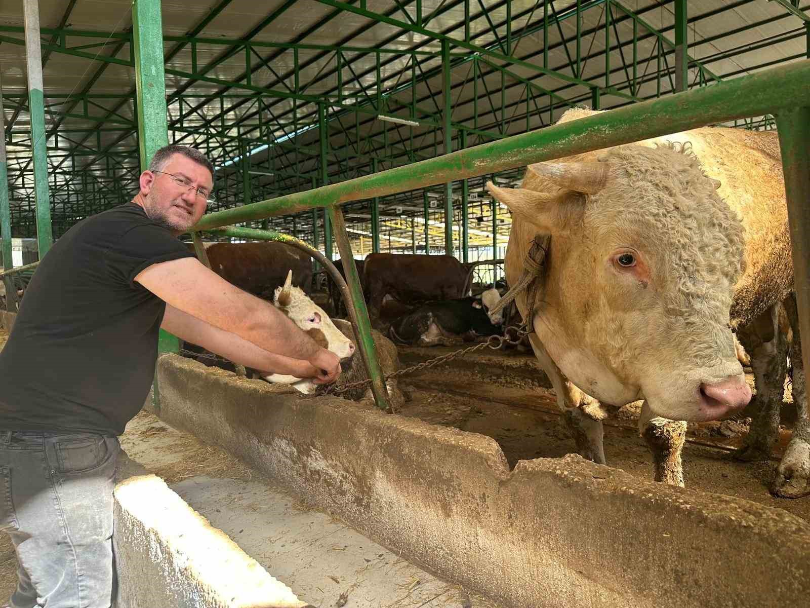 Bursa’da kurban hareketliliği: Tonluk boğayı 400 bin liraya sattı
?v=1