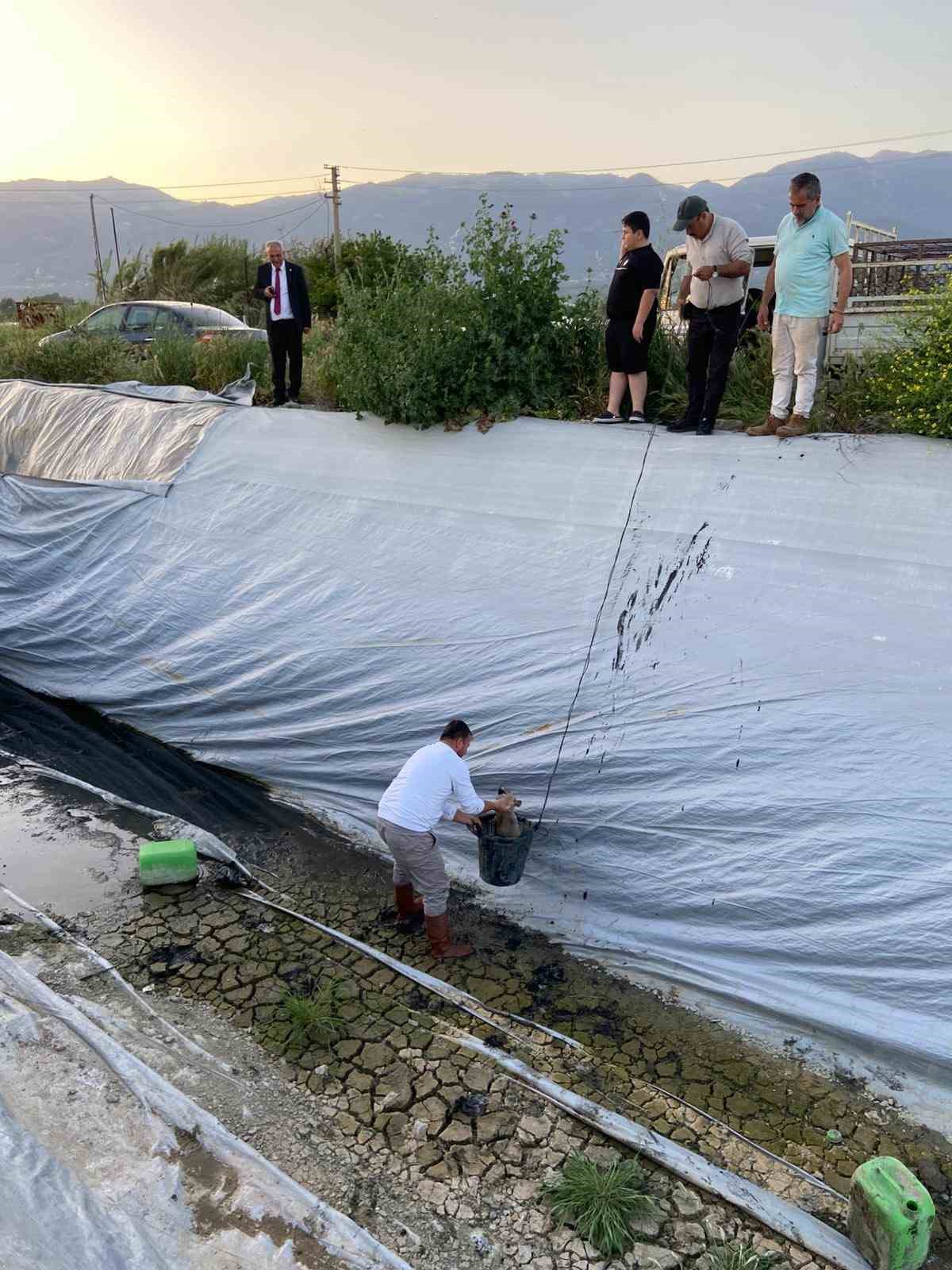 Sulama havuzuna düşen 5 yavru köpeği belediye ekipleri kurtardı
?v=1