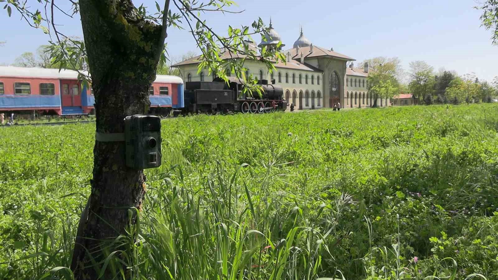 Edirne’de fotokapanlar yaban hayatını görüntülüyor
?v=1