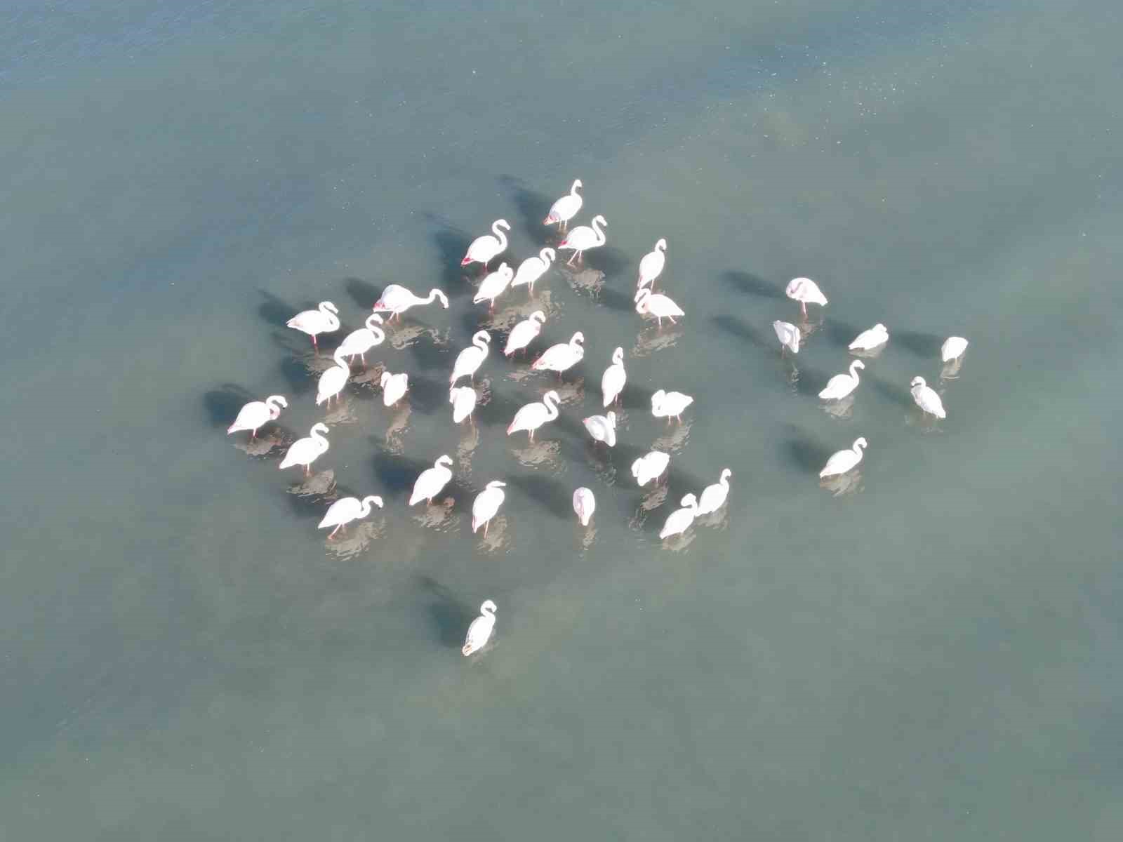 Van Gölü havzasının zarif misafirleri: Allı turnalar Erçek Gölü’ne gelmeye başladı
?v=1