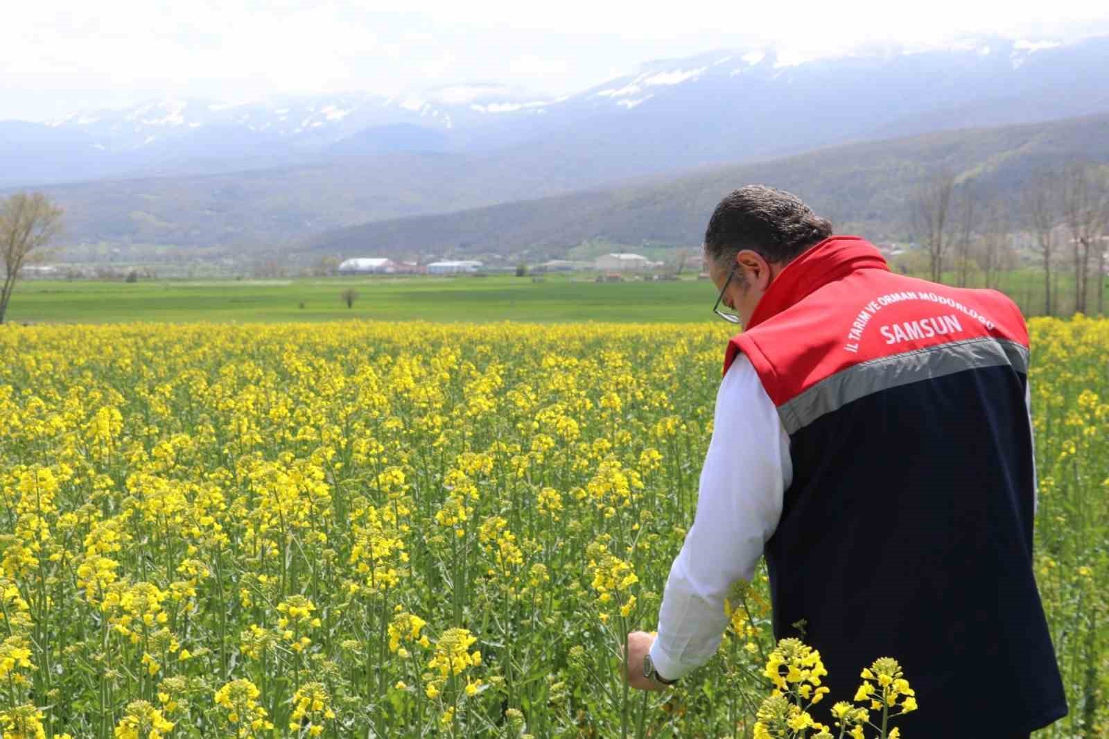 Ayçiçeği ve kuru fasulye tohumları çiftçilere teslim edildi
?v=1