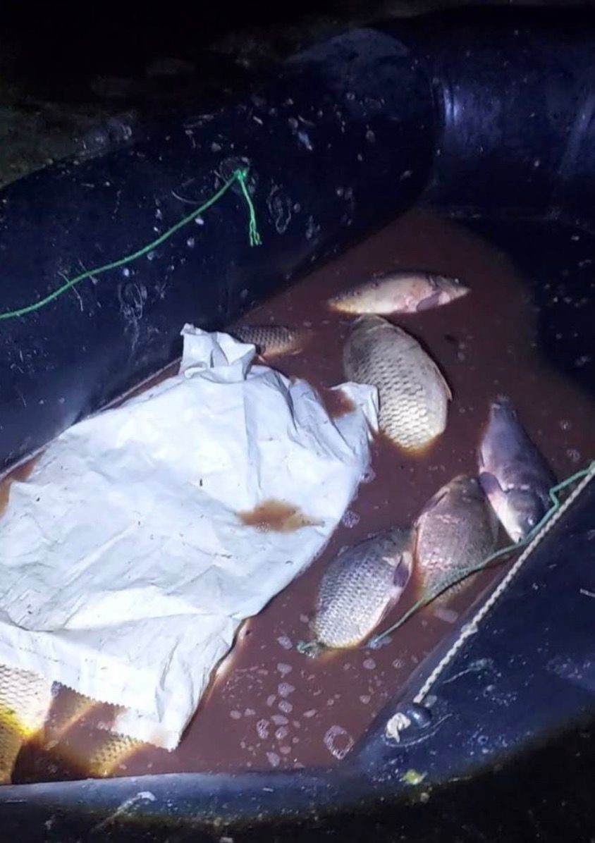 Bolu’da 350 kilo sazan kurtarıldı
?v=1