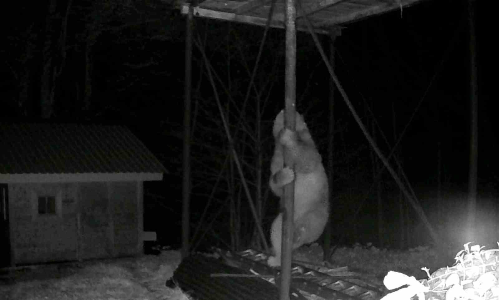 Aç kalan ayı kovanlara ulaşmak için düz demire tırmanmaya çalıştı
?v=1