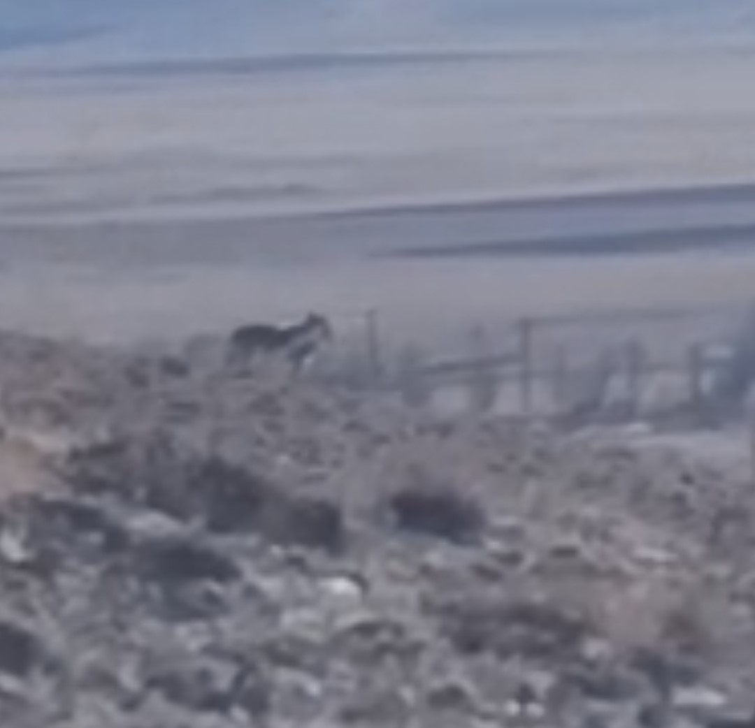 Özalp’te sürüye saldırmak için fırsat kollayan kurtlar görüntülendi
?v=1