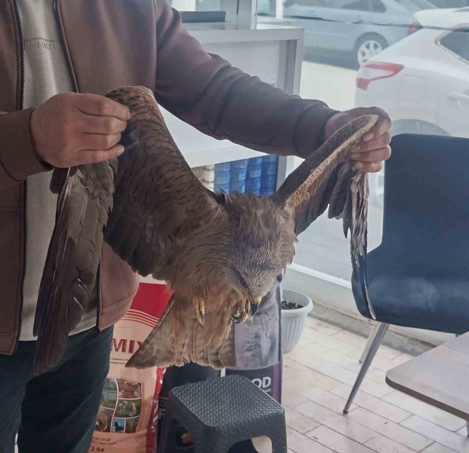 Sivas’ta yaralı bulunan Kızıl şahin koruma altına alındı
?v=1