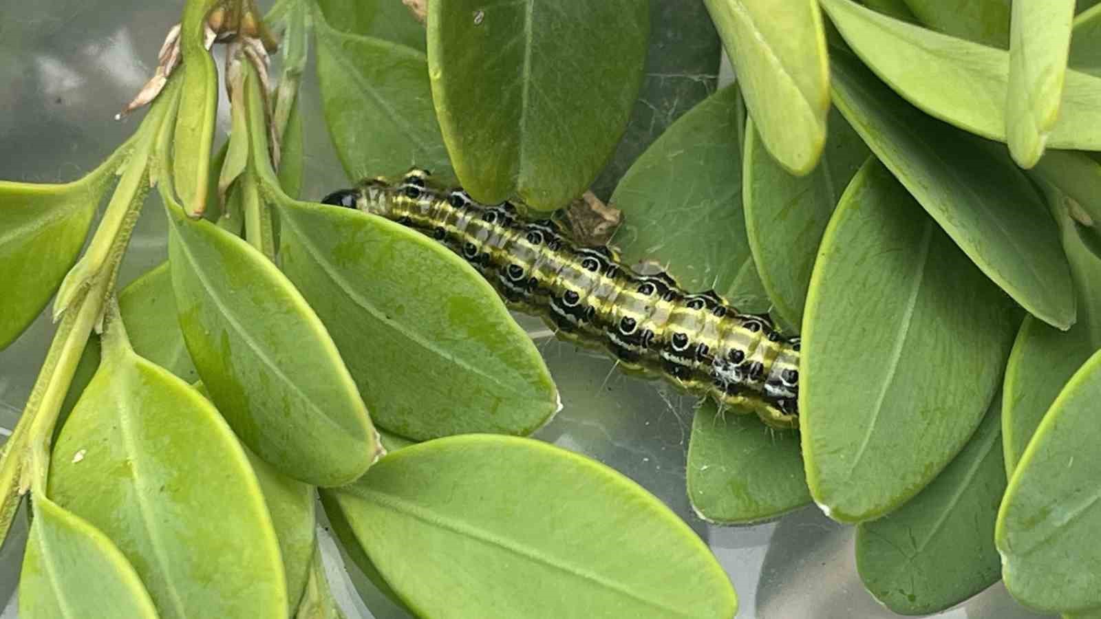 Artvin’de şimşir güvesine karşı biyolojik mücadele sürüyor
?v=1