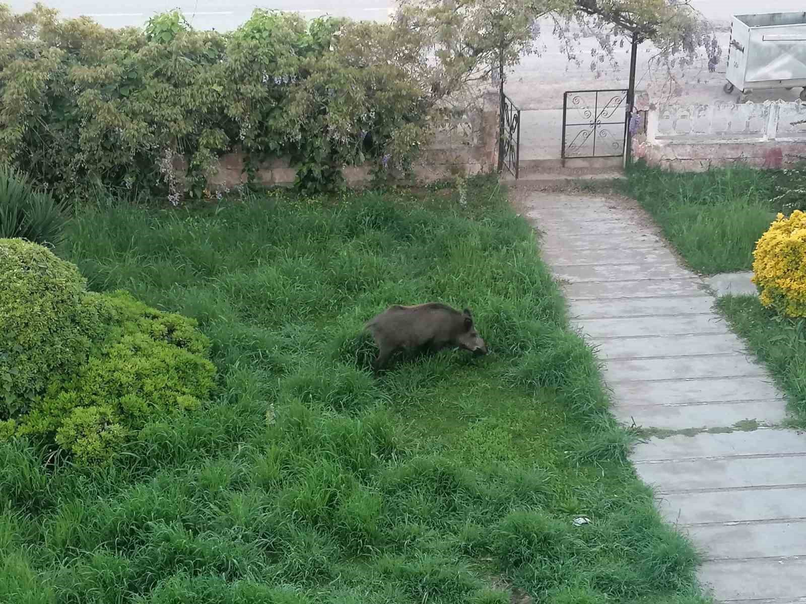 Ayvalık’ta Çamlık’ı yaban domuzları bastı
?v=1