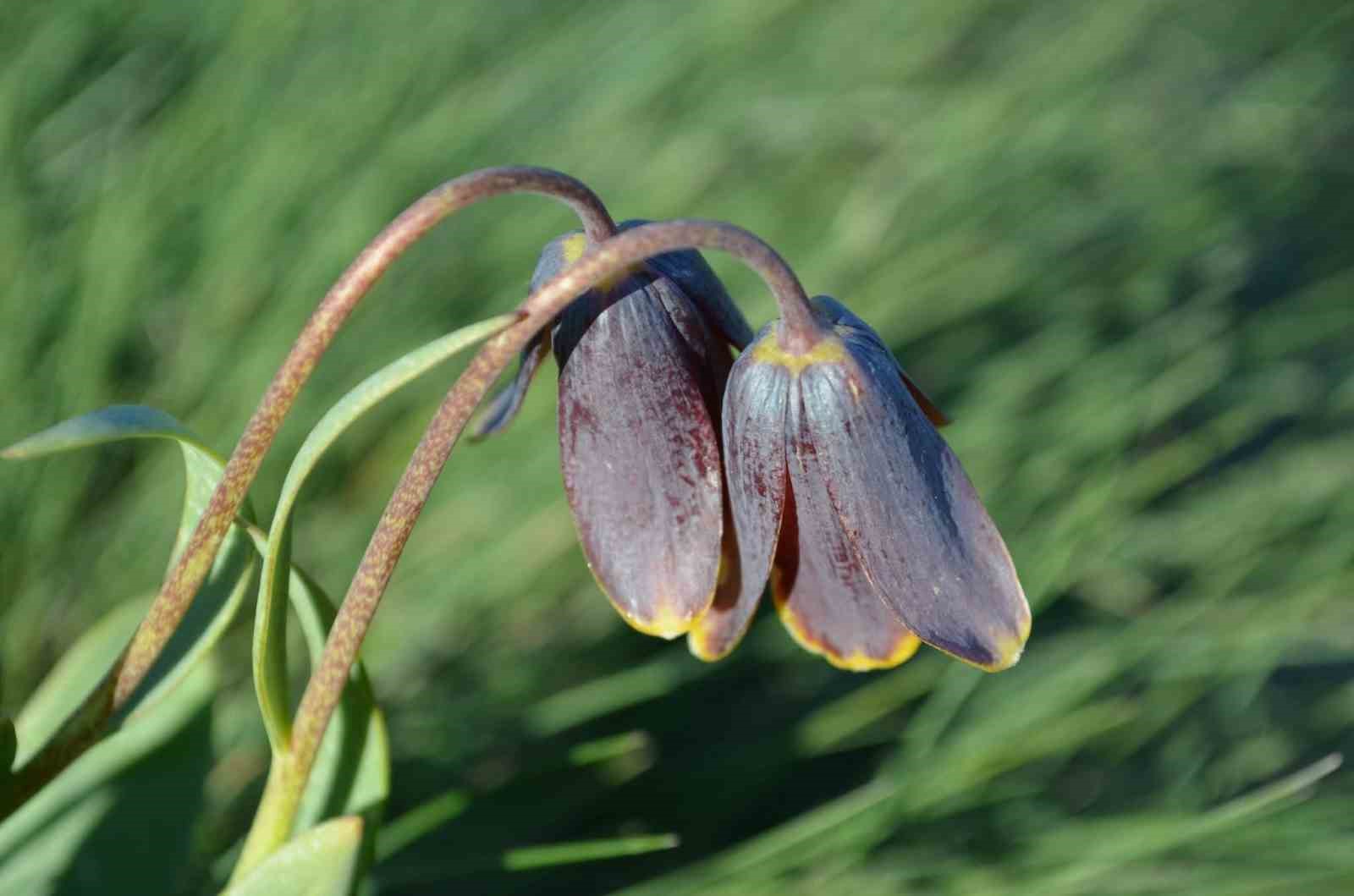 Simav Dağı rengârenk ters lalelere ev sahipliği yapıyor
?v=1