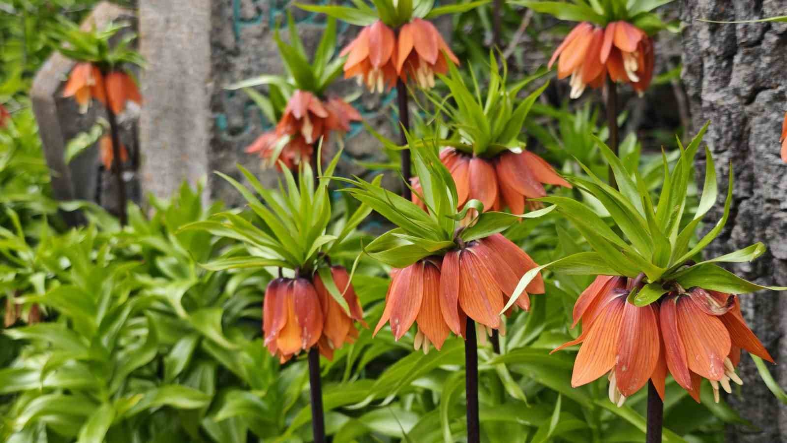 Bitlis’te açan ters laleler ziyaretçilerin ilgi odağı oldu
?v=1