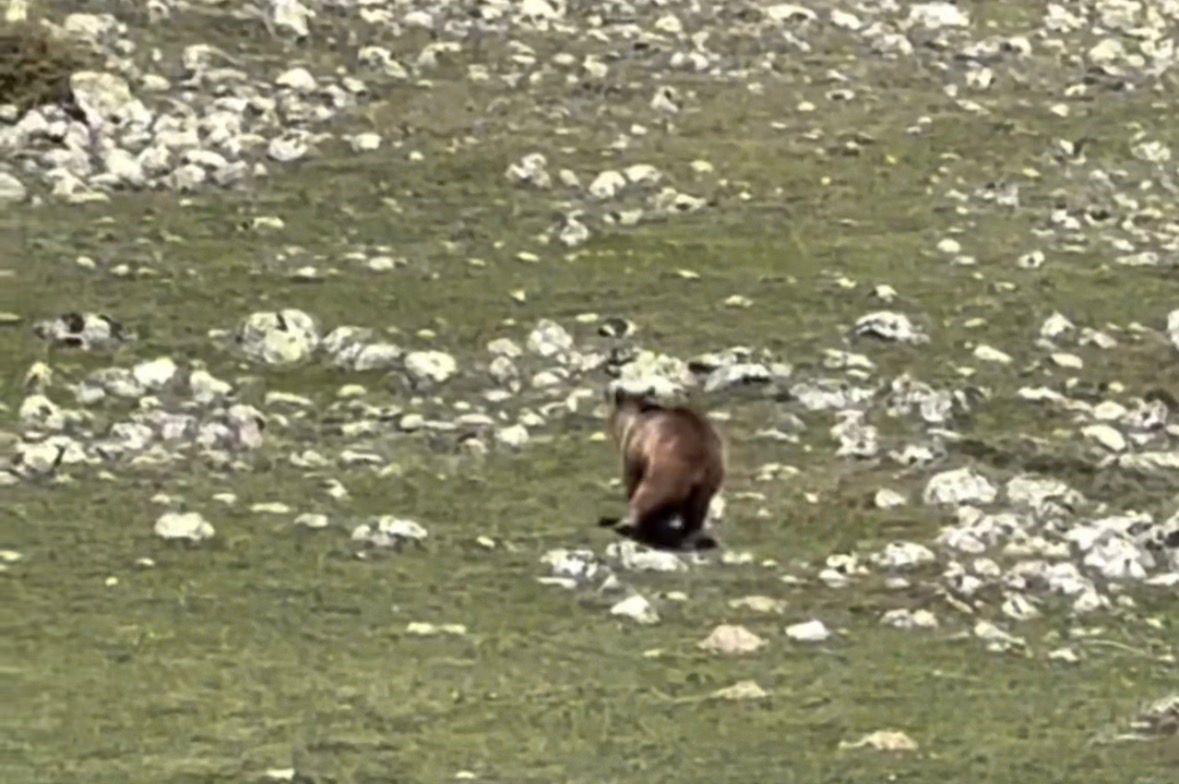 Yürümekte güçlük çeken bozayı ormana böyle ulaşmaya çalıştı
?v=1