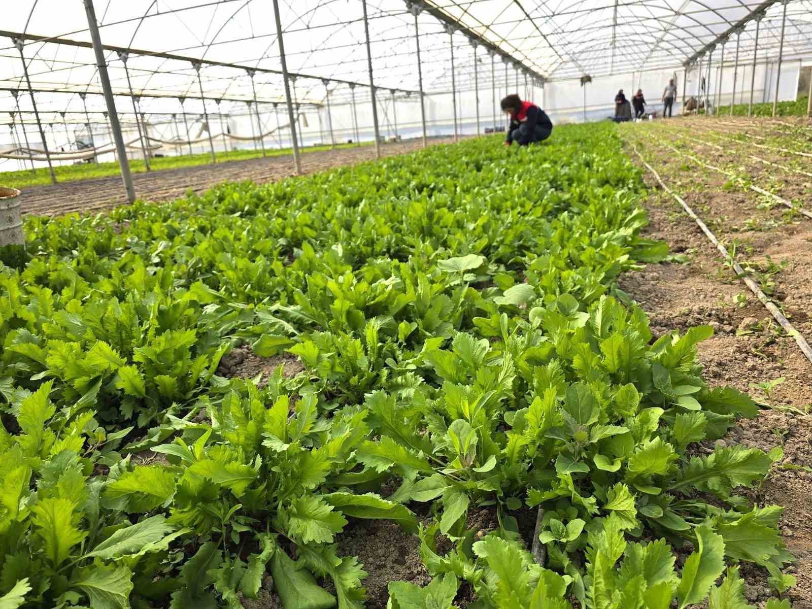 Tere ve roka üretilen seralardan denetim
?v=1