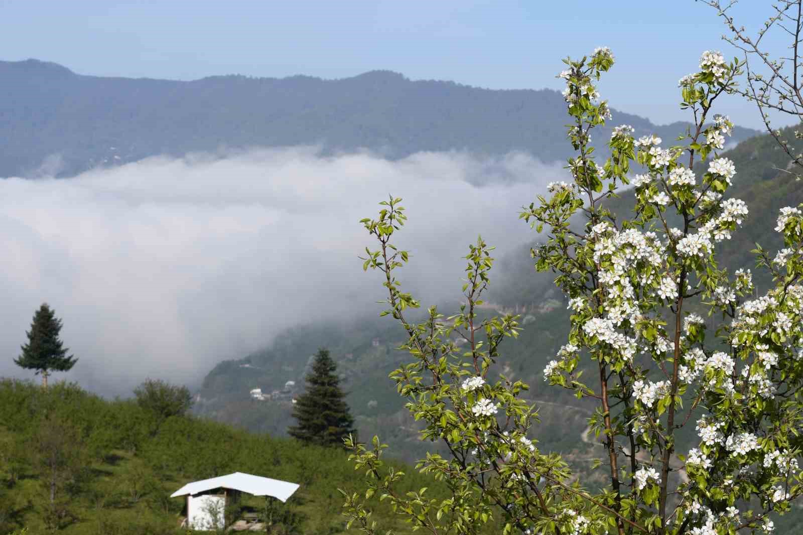 Sakarya’nın yüksek kesimlerinde bahar güzelliği
?v=1