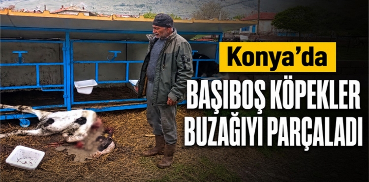 Konya'da başıboş köpekler buzağıyı parçaladı?v=1