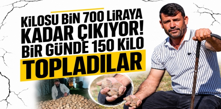 Konya'da kilosu bin 700 liraya kadar çıkıyor Bir günde 150 kilo topladılar?v=1