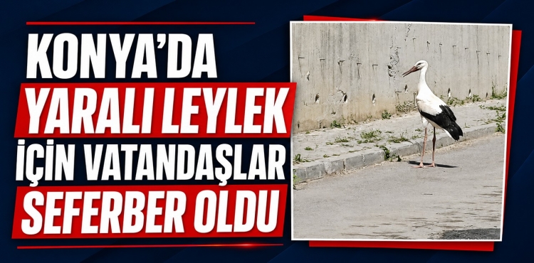Konya'da Yaralı Leylek İçin Vatandaşlar Seferber Oldu?v=1