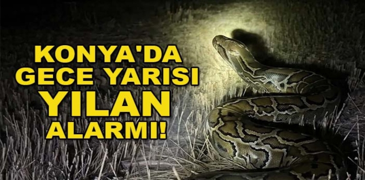 Konya'da Gece Yarısı Yılan Alarmı Tarlada Görenler Şaşkına Döndü?v=1