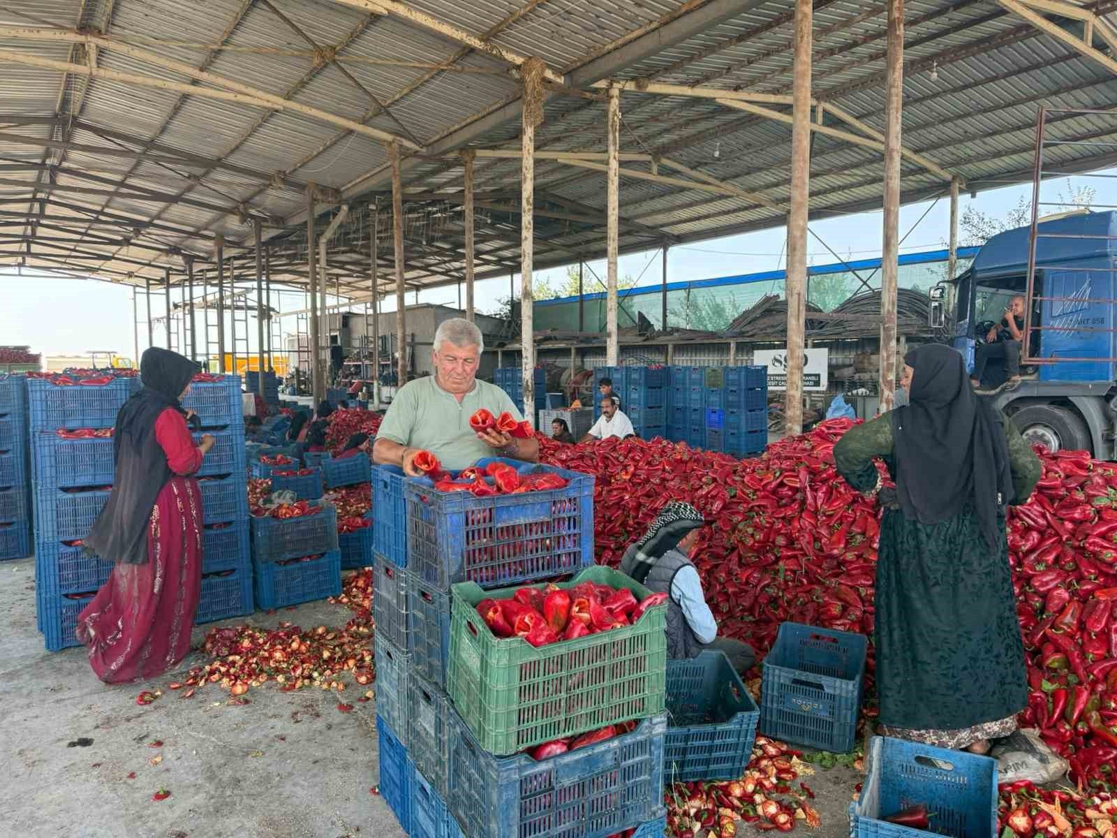 Kapya Biberde Fabrikaların Fiyat Düşürmek İçin Ürün Alımını Geciktirdiği İddiası