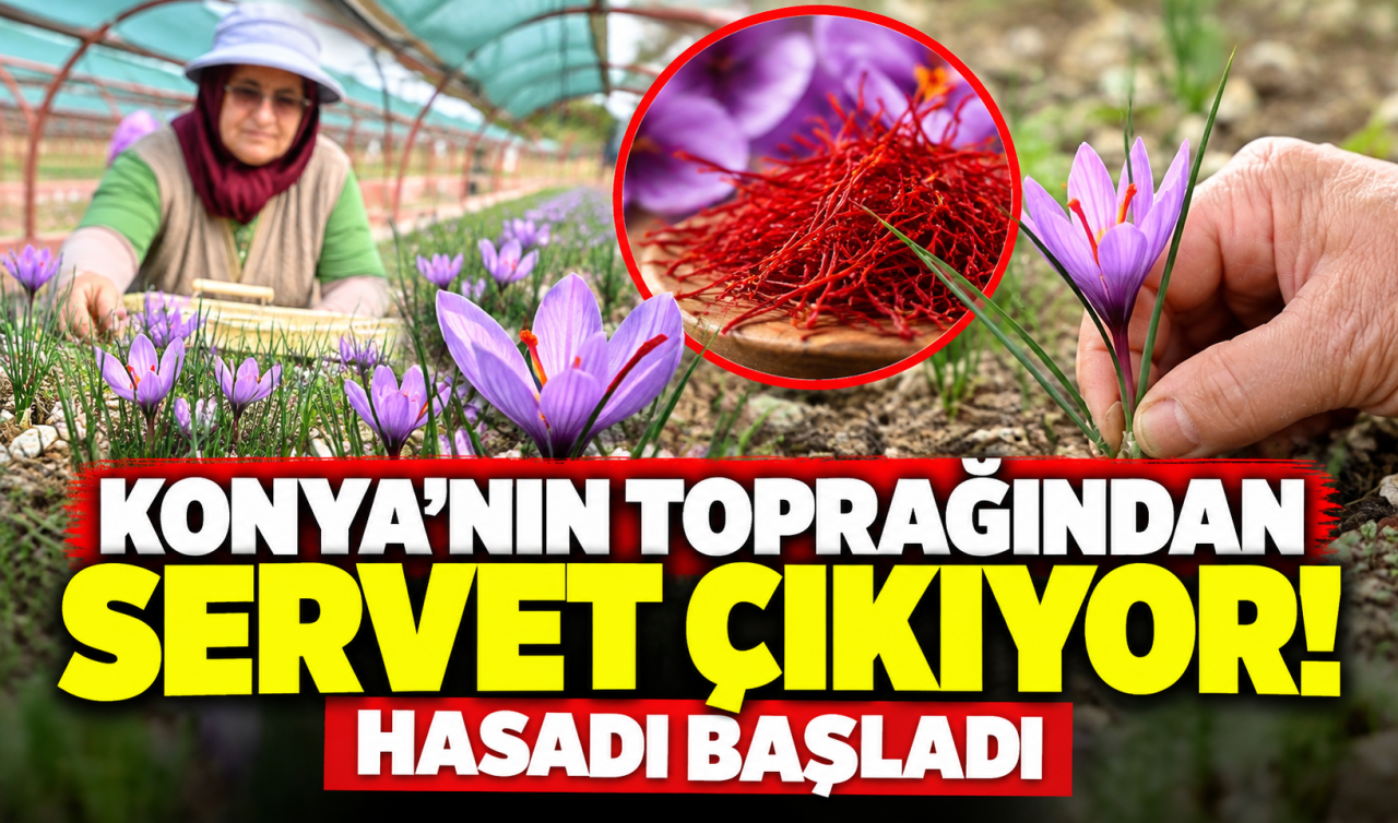 Konya’nın Toprağından Servet Çıkıyor