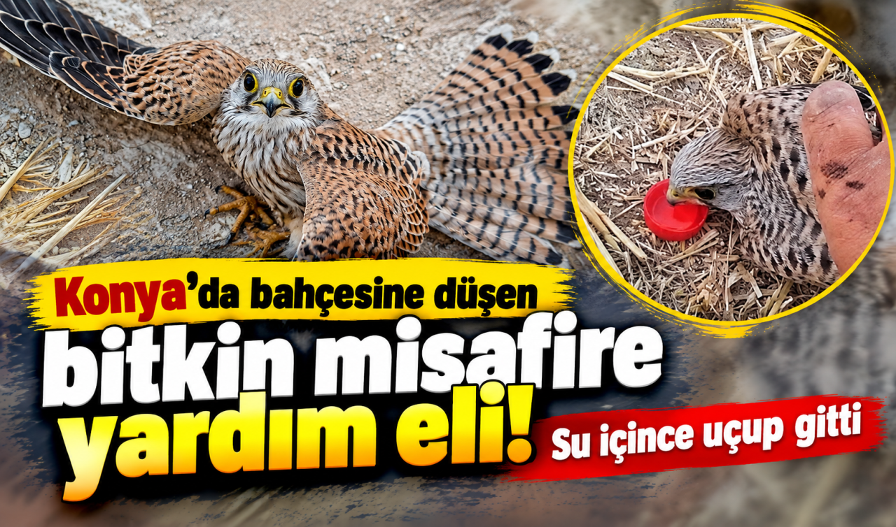 Konya’da Bahçesine Düşen Bitkin Misafire Yardım Eli Su İçince Uçup Gitti