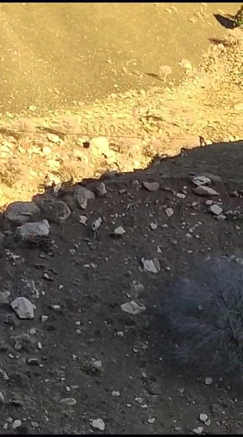 Yüksekova-Van karayolunda sürü halinde dağ keçisi görüntülendi
