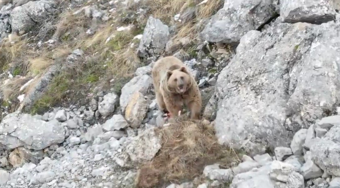 Avladığı hayvanın leşini gömen boz ayı dron ile görüntülendi
