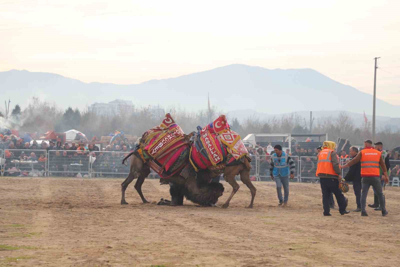Turgutlu’daki deve güreşlerinde renkli görüntüler
