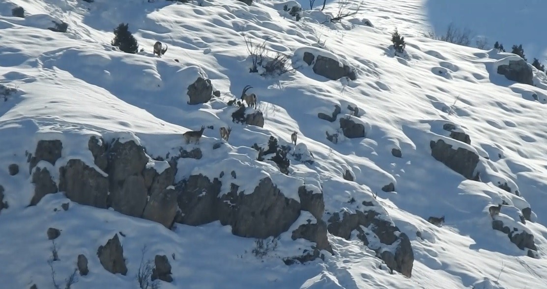 Erzincan’da karlı dağları aşarak göç yoluna koyulan dağ keçileri görüntülendi
