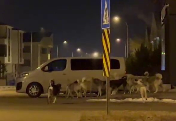 Erzurum’da başıboş köpeklerin korkutan görüntüleri
