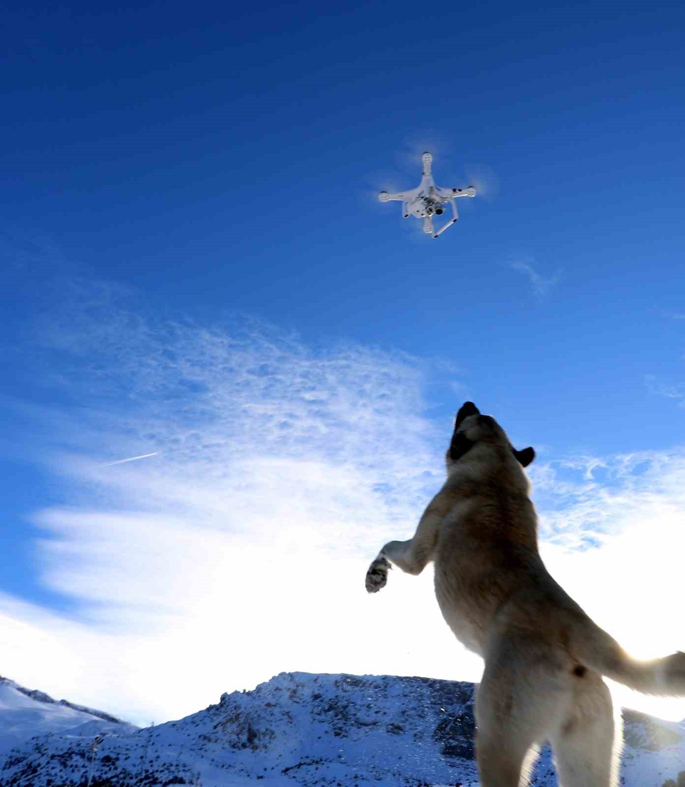 Havadaki droneyi yakalamaya çalışan köpek ilginç görüntü oluşturdu
