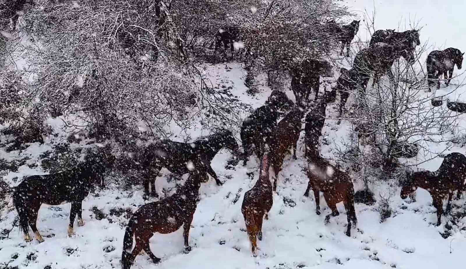 Yılkı atlarının sürü halinde karlar içinde dolaşması güzel ve muhteşem görüntüler ortaya çıkardı
