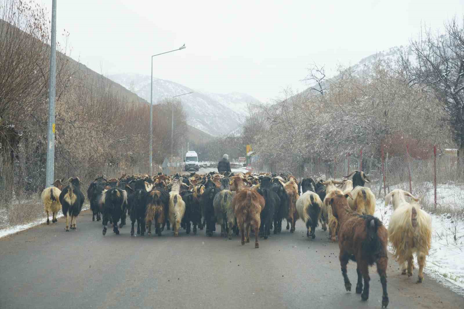 Karayolunda ilerleyen keçi sürüsü ilginç görüntü oluşturdu
