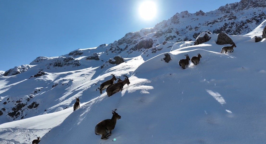 Bayburt’ta karlı arazide dağ keçileri görüntülendi
