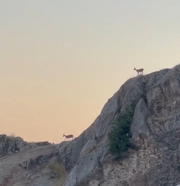 Dağ keçileri sürü halinde Harput’ta görüntülendi
