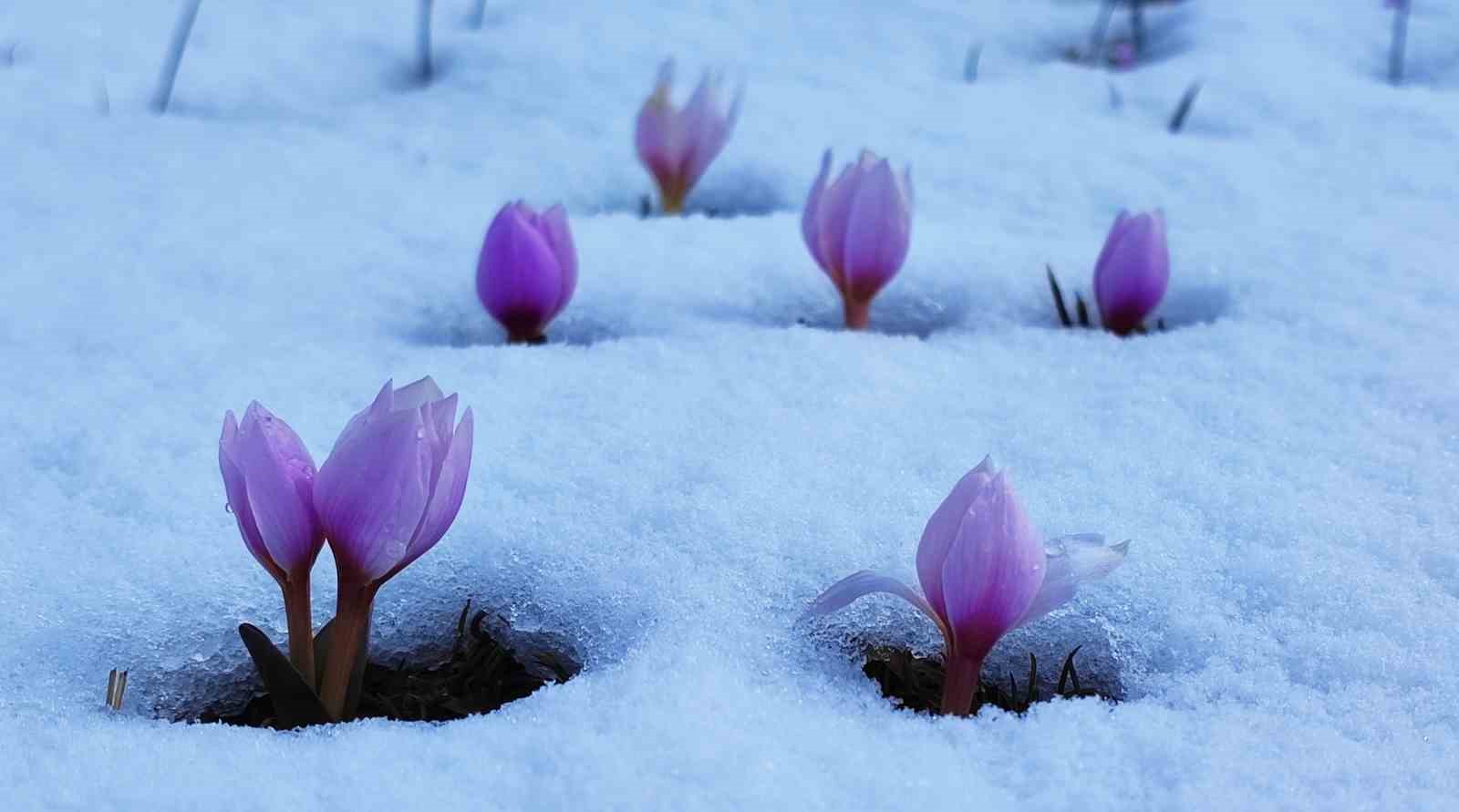 Karlar altındaki çiğdem çiçeklerinden kartpostallık görüntüler
