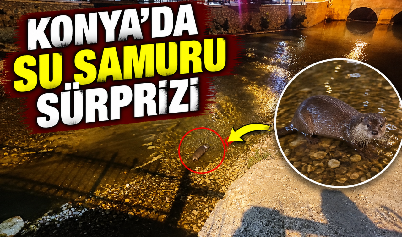 Konya’da Su Samuru Sürprizi