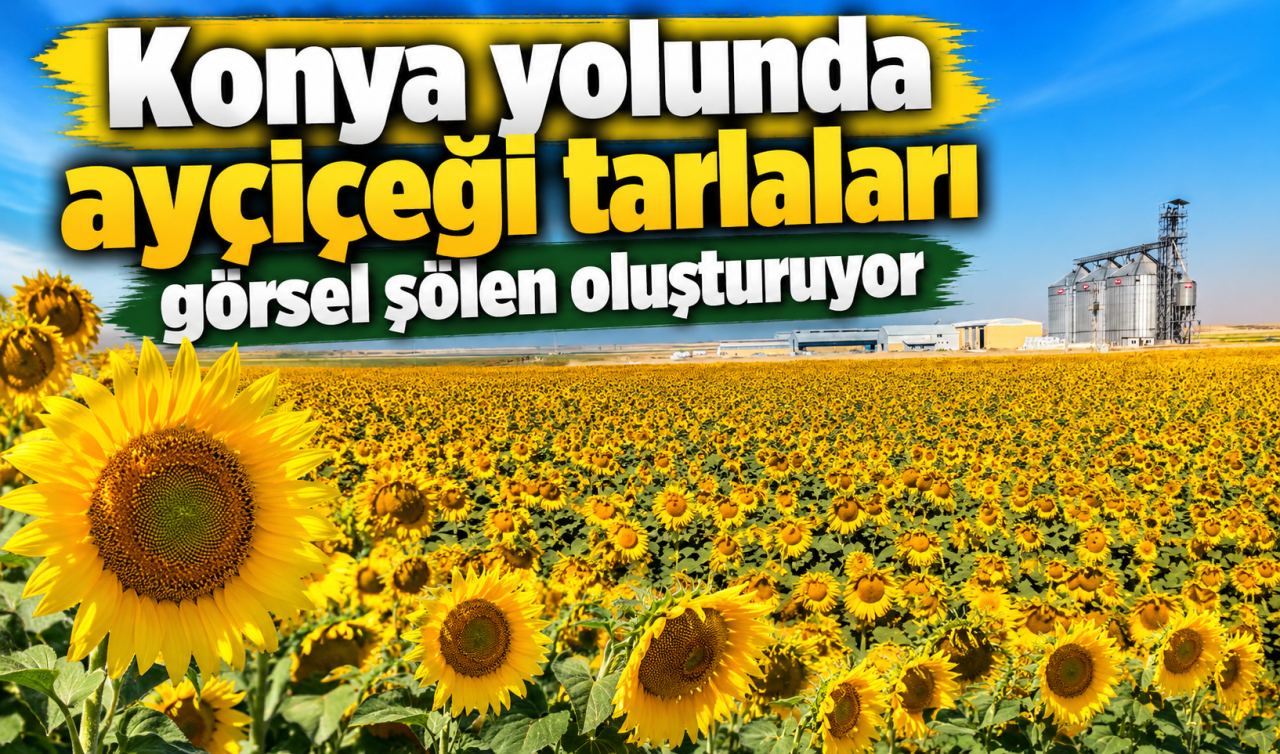 Konya Yolunda Ayçiçeği Tarlaları Görsel Şölen Oluşturuyor