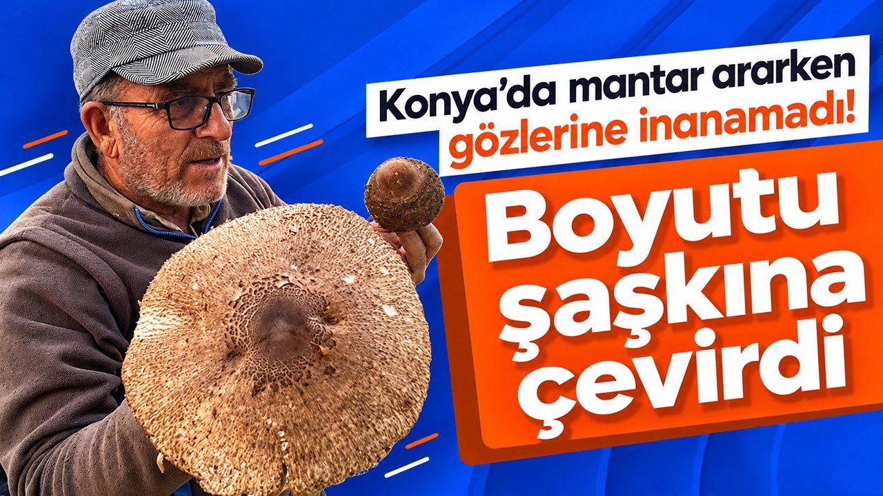 Konya’da Mantar Ararken Gözlerine İnanamadı Boyutu Şaşkına Çevirdi
